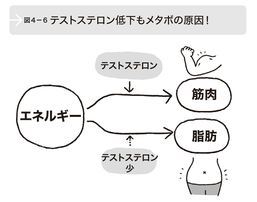 テストステロンの低下によるメタボリックシンドロームの影響。